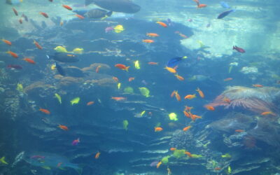 Leadership & Belonging